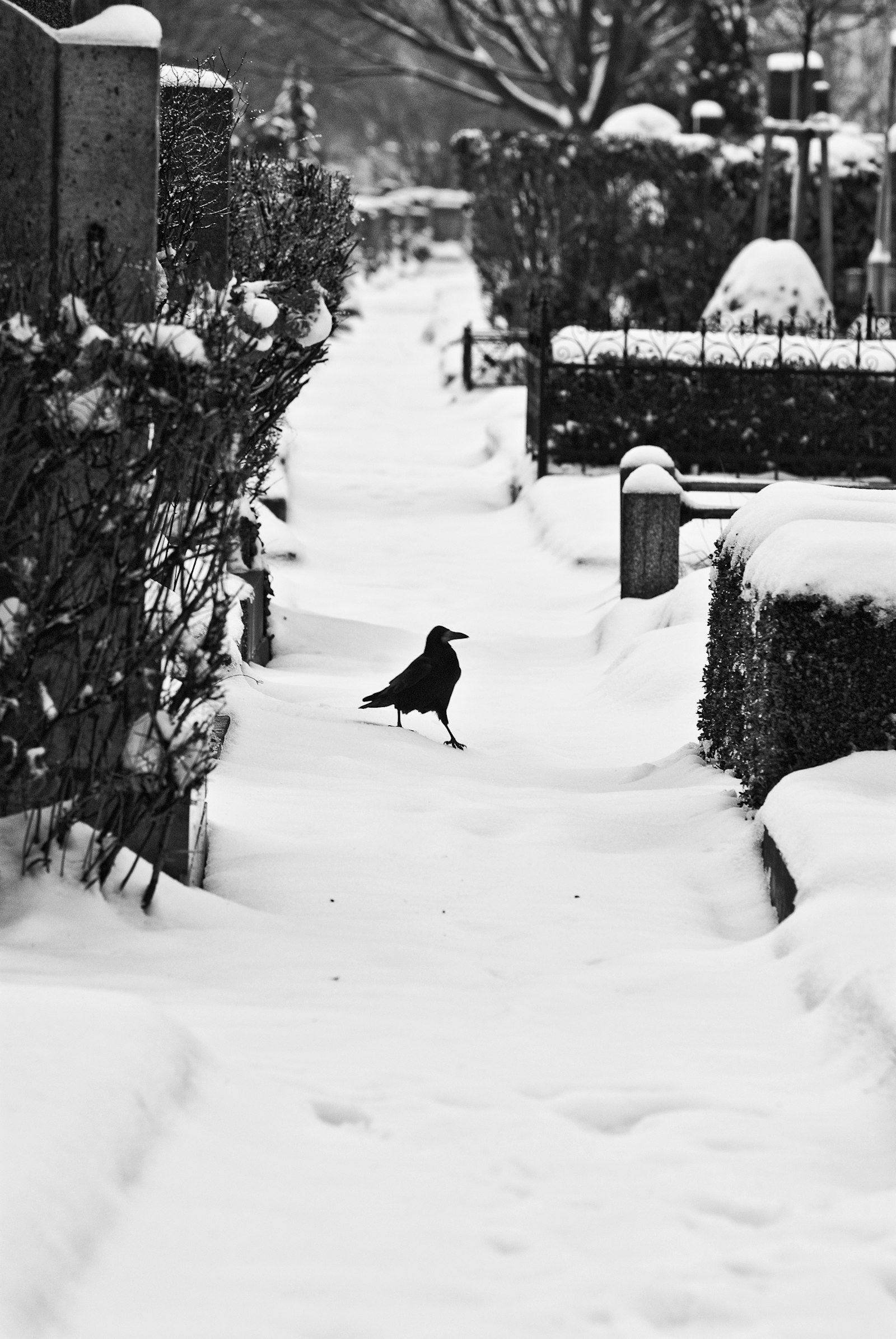 Nikon D200 + Nikon AF-S Nikkor 70-200mm F2.8G ED VR II sample photo. Crow on snow path photography