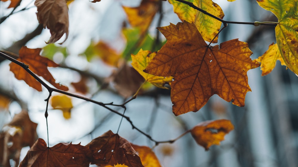 selective focus photo of maple leaf