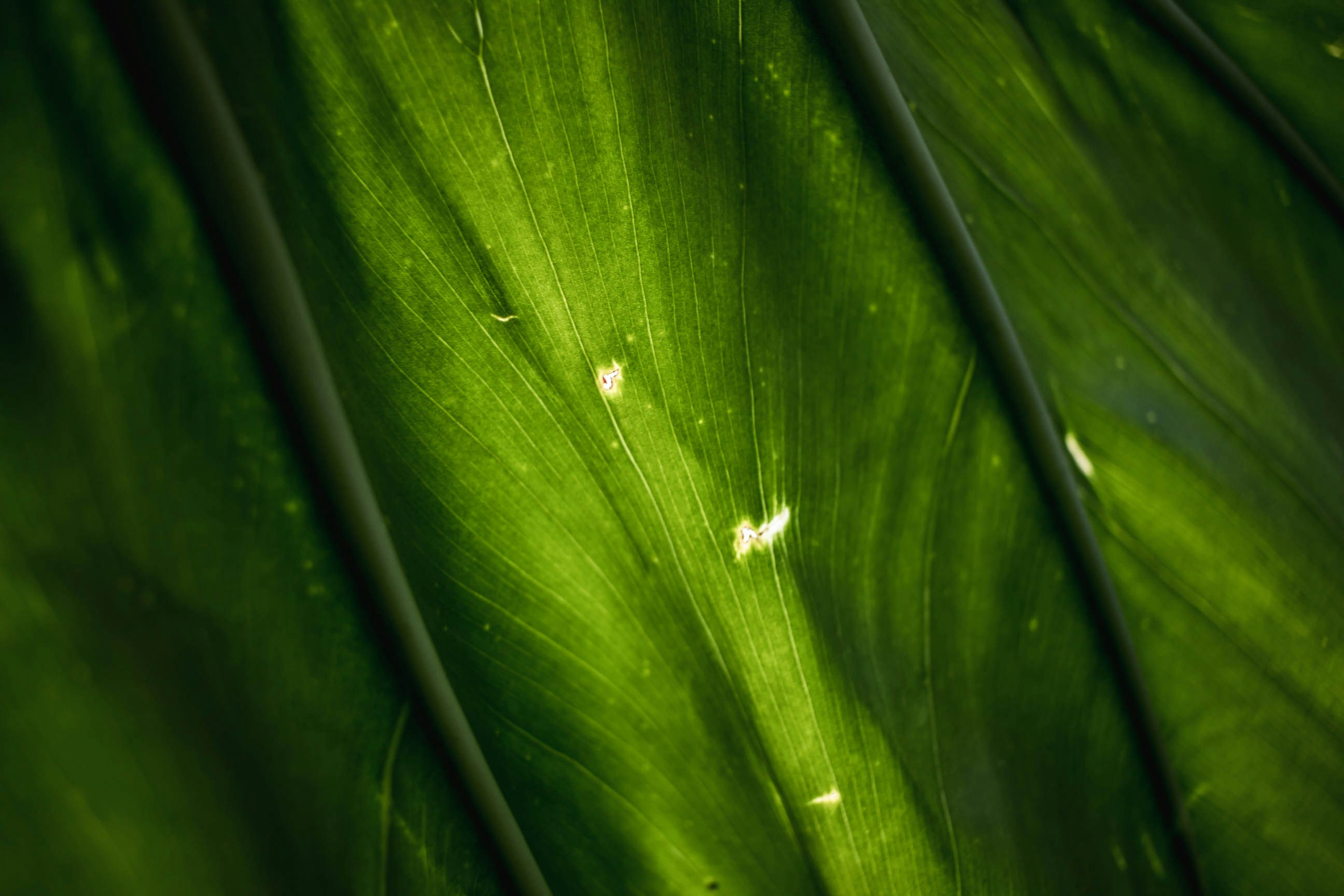 macro photographyt green leafed plant