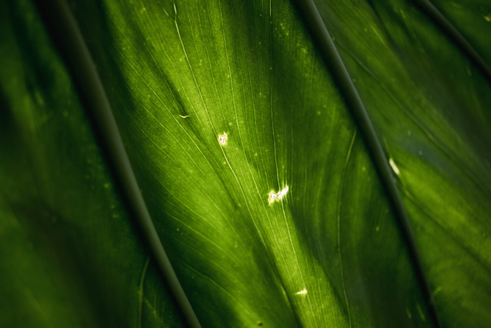 Macro photographiet plante à feuilles vertes