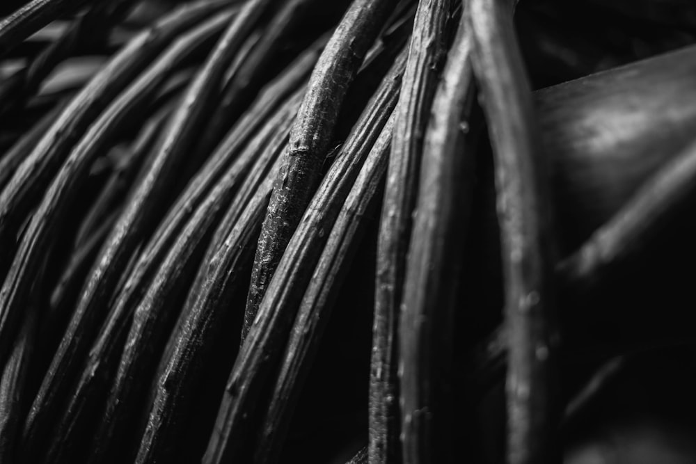 grayscale photography of strings