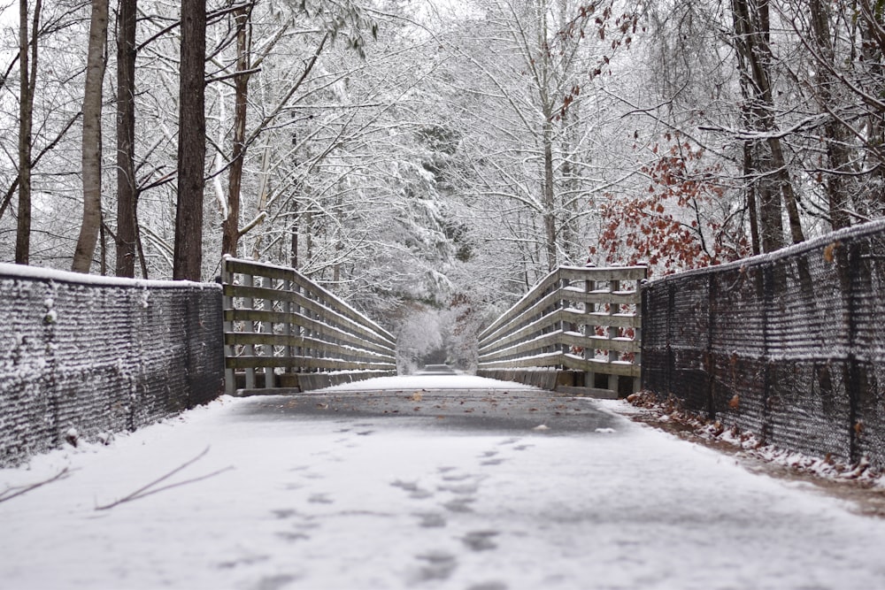 Puente cubierto de nieve entre árboles alineados