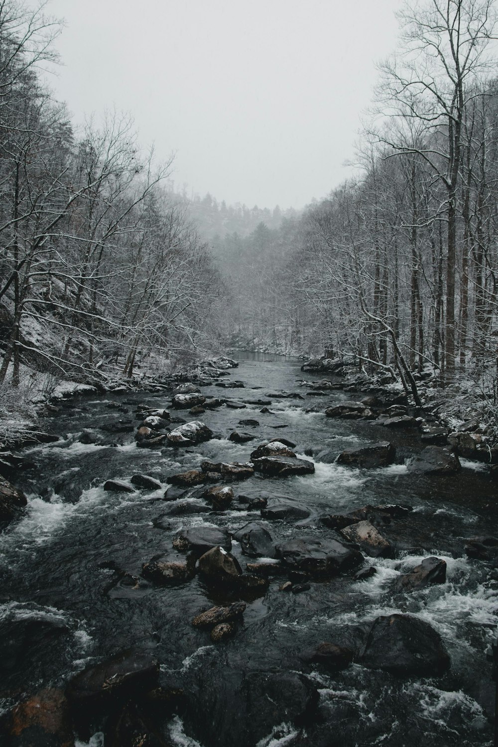 running water surrounded by trees