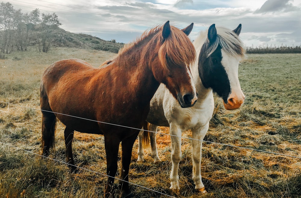 昼間、緑の芝生の上に2頭の白と茶色の馬