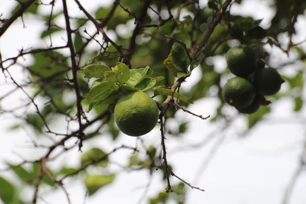 closeup photo of round green fruits