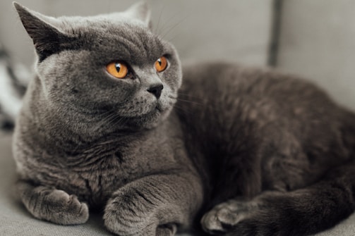 A close-up of a cat lounging on a plush perch.