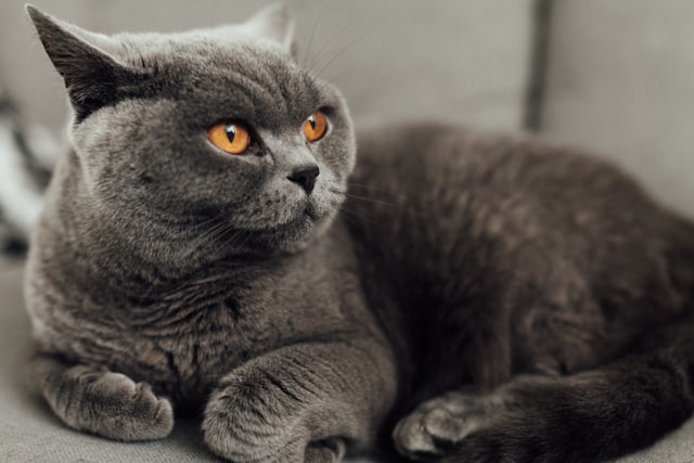 British Shorthair