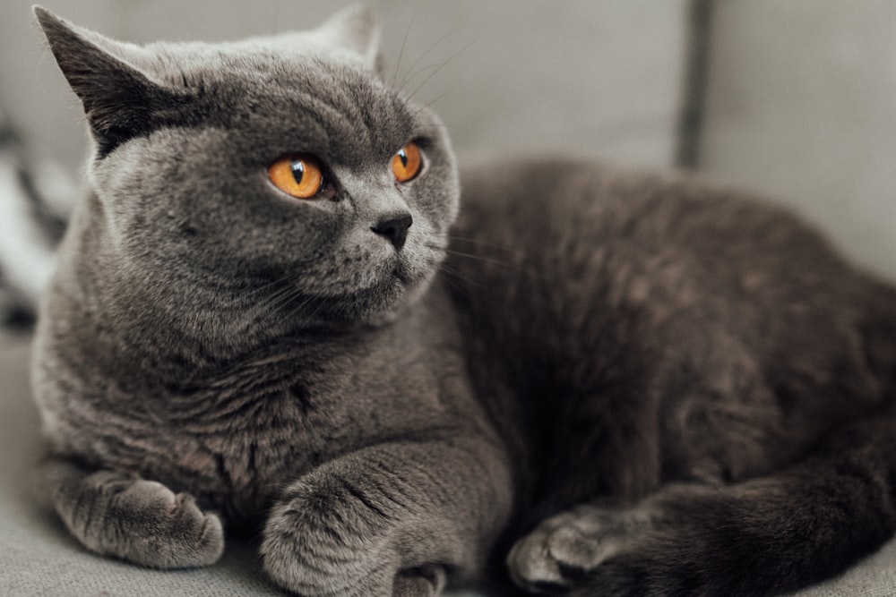 회색 고양이의 접사 사진