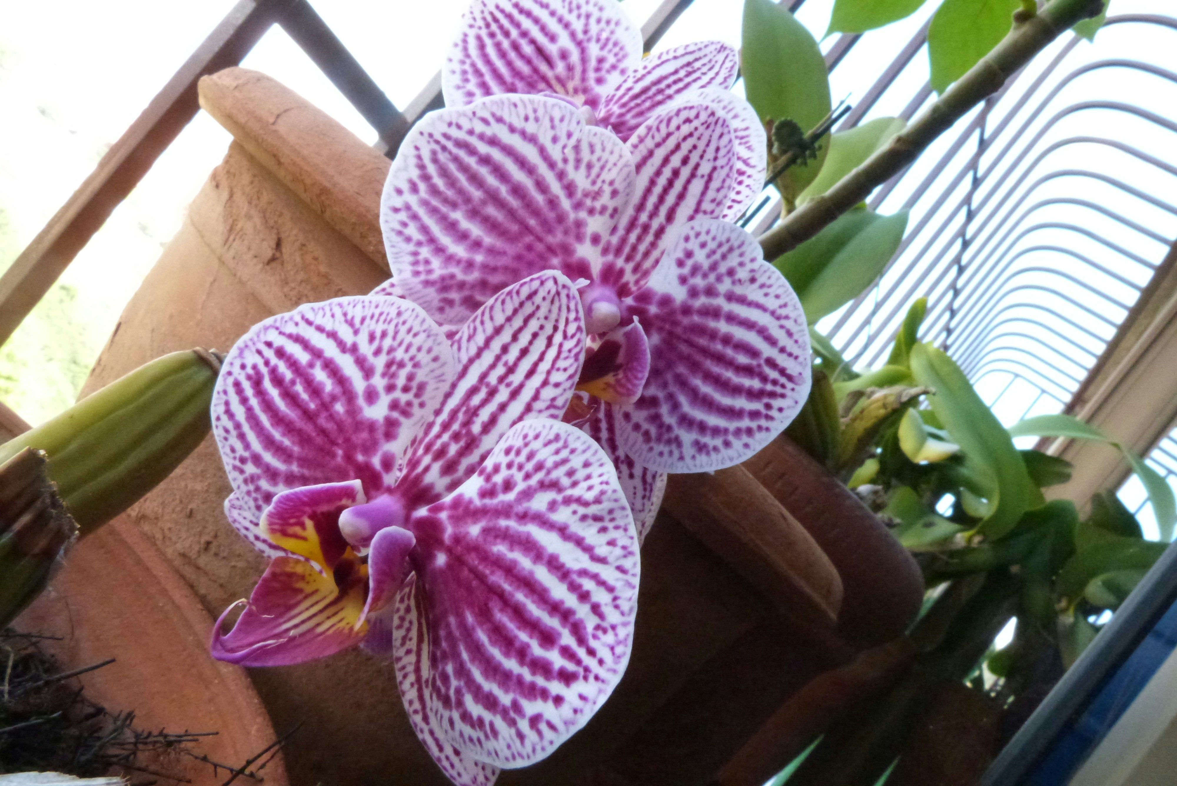 Orquídea Phalaenopsis