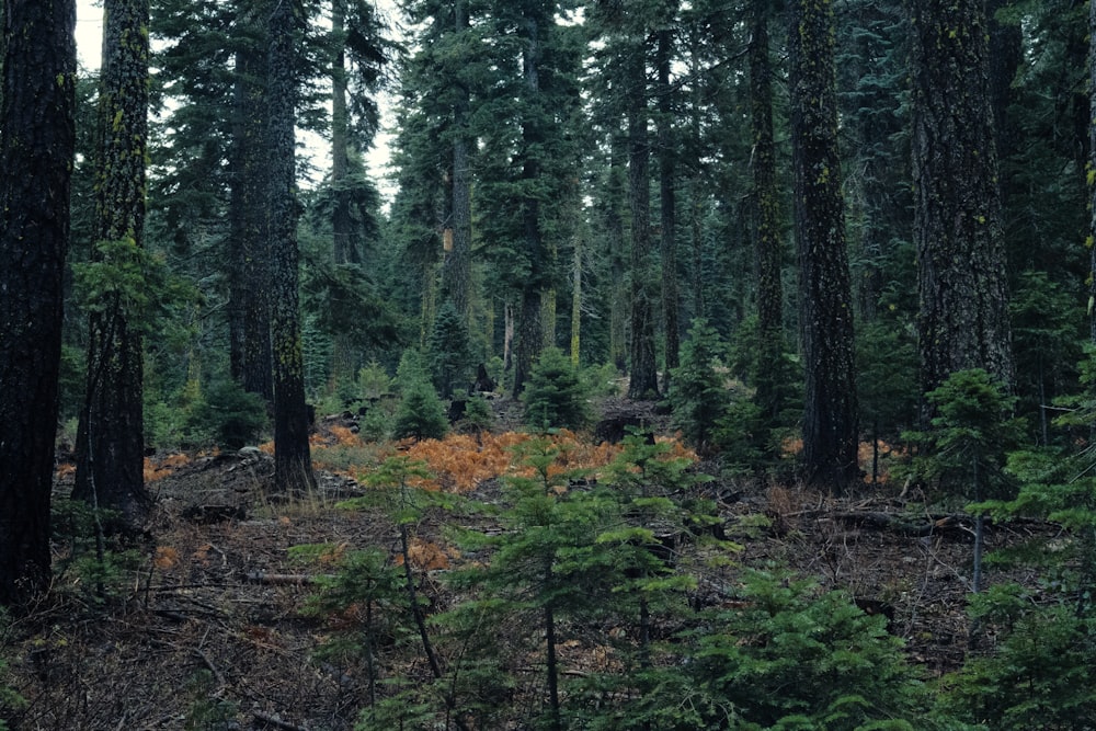 green leafed trees