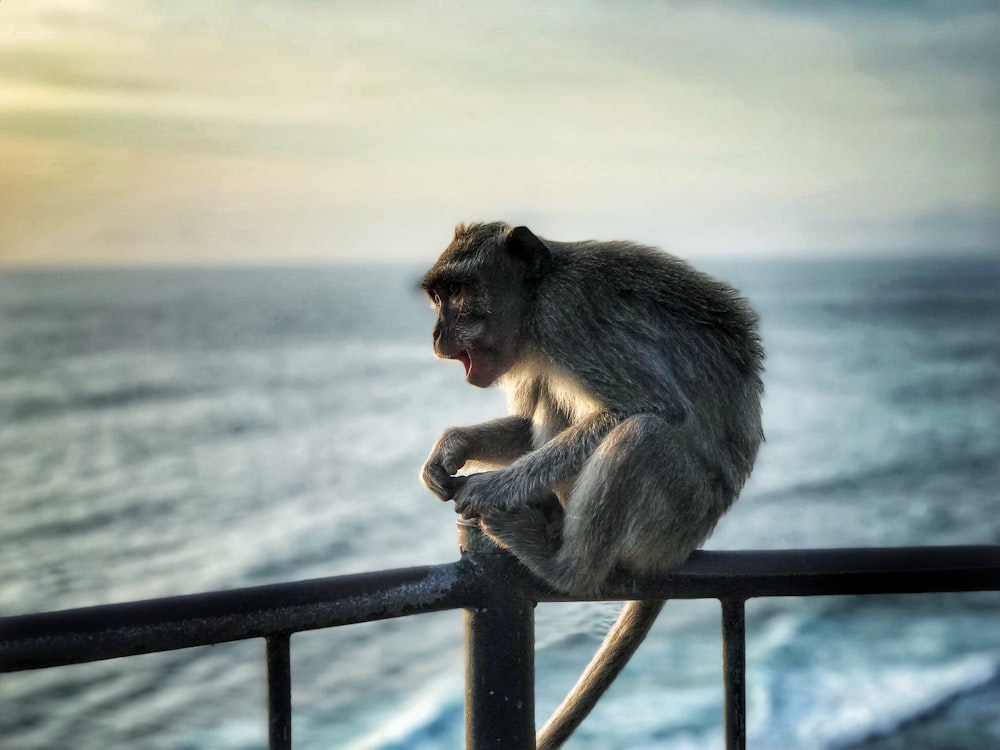 brown monkey sitting on the black fence photography