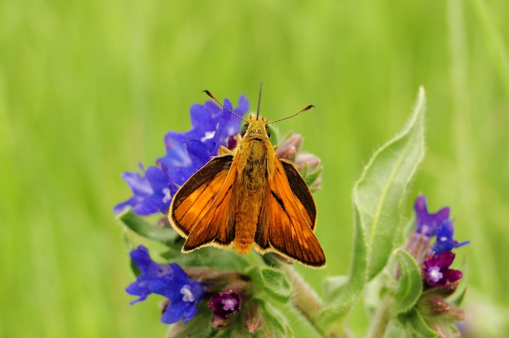 brown and black moth perched on purple flower