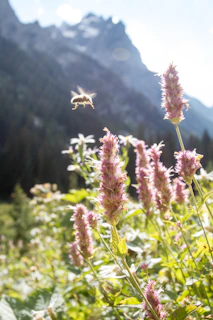 Close-up of wildflowers blooming vibrantly in the mountain fields surrounding the bee hives.