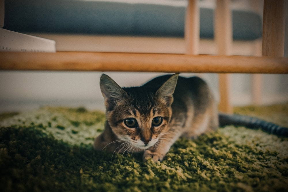 茶色の木枠の下の茶色のぶち猫の選択焦点写真