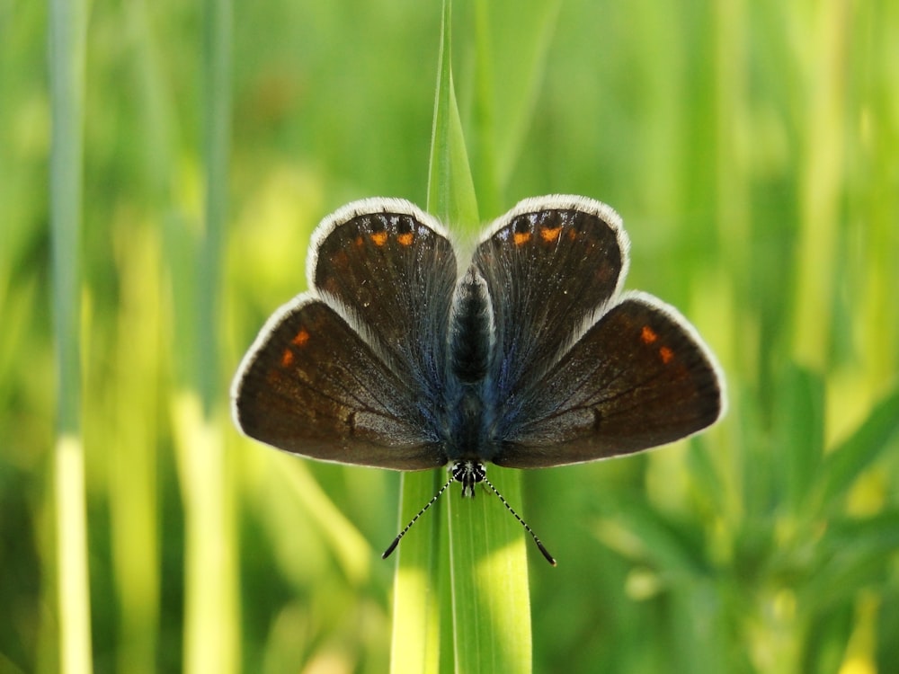 selective focus photography of black moth