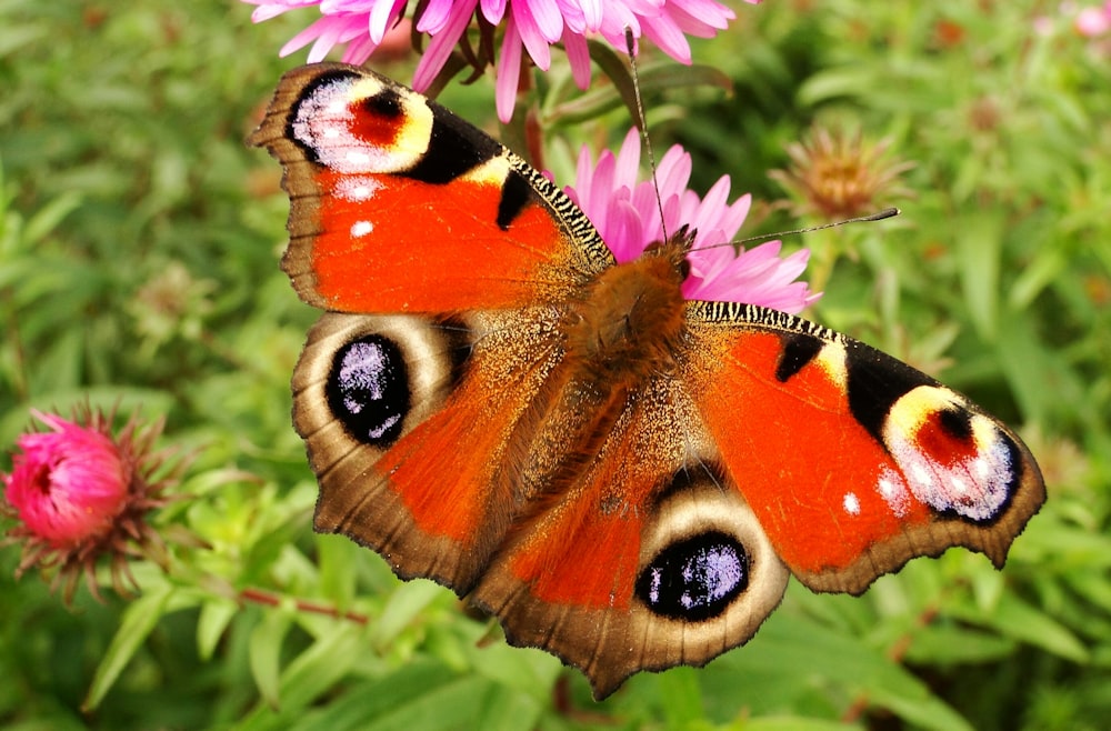 mariposa vermelha e marrom empoleirando-se na flor rosa durante o dia