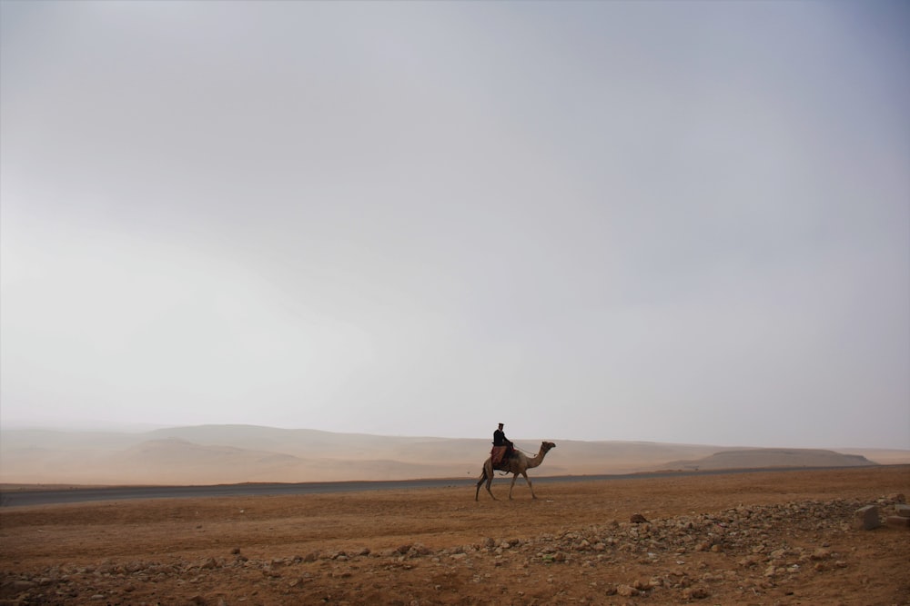 brown camel walking on sand during daytime