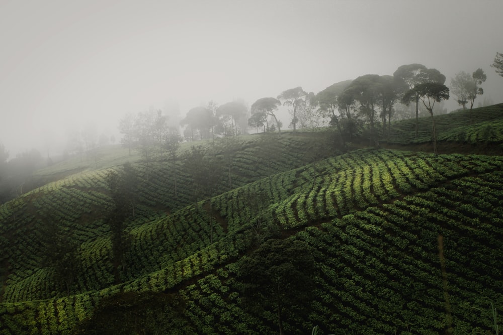 Fotografía aérea de un campo de arroz