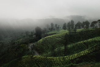 A lush, verdant landscape with layered tea plantations stretched across rolling hills. The scene is enveloped in mist, creating a serene and mysterious atmosphere. Towering trees are scattered throughout the plantation, and a narrow, winding road cuts through the terrain, adding a sense of depth.