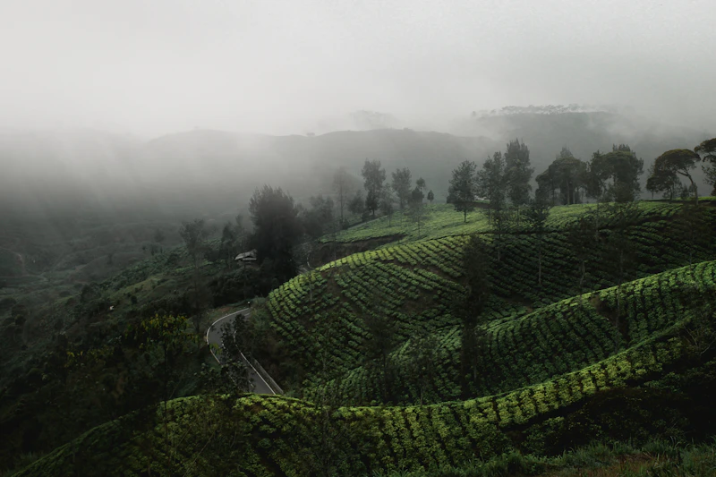 Green mountain landscape with fog rolling through