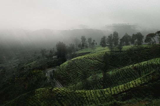 A lush, verdant landscape with layered tea plantations stretched across rolling hills. The scene is enveloped in mist, creating a serene and mysterious atmosphere. Towering trees are scattered throughout the plantation, and a narrow, winding road cuts through the terrain, adding a sense of depth.
