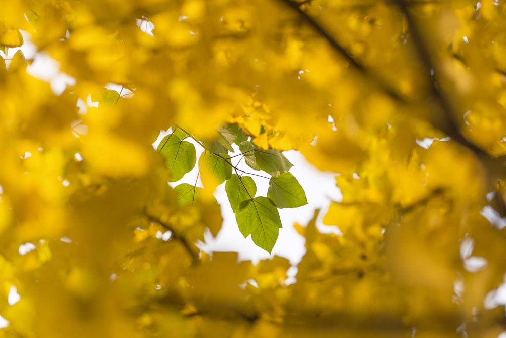 緑の葉の近くの黄色い葉