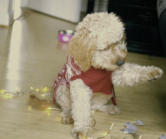 A small, curly-haired dog wearing a red sweater with a white pattern is sitting inside a home. The dog raises one paw as it sits on a light-colored wooden floor. Nearby, there are decorative fairy lights and a small pink bowl in the background.