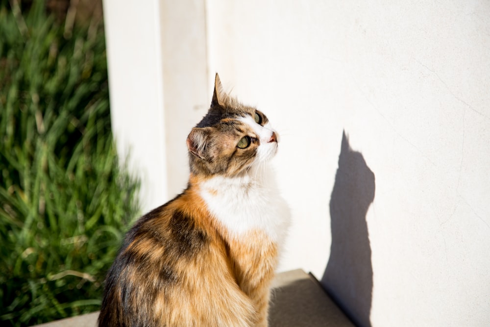 calico cat sitting in front of wall