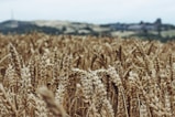 selective focus photography of wheat field