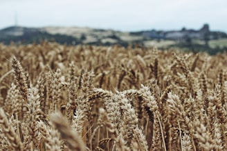 selective focus photography of wheat field