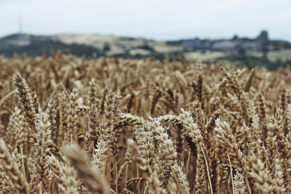 fotografia de foco seletivo de campo de trigo