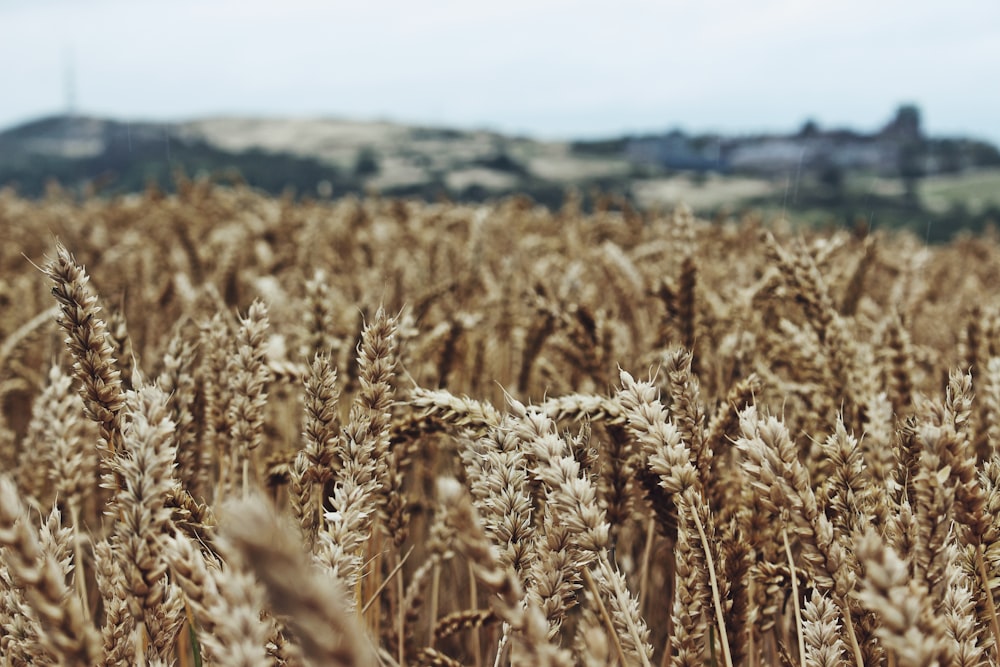 Fotografía de enfoque selectivo del campo de trigo