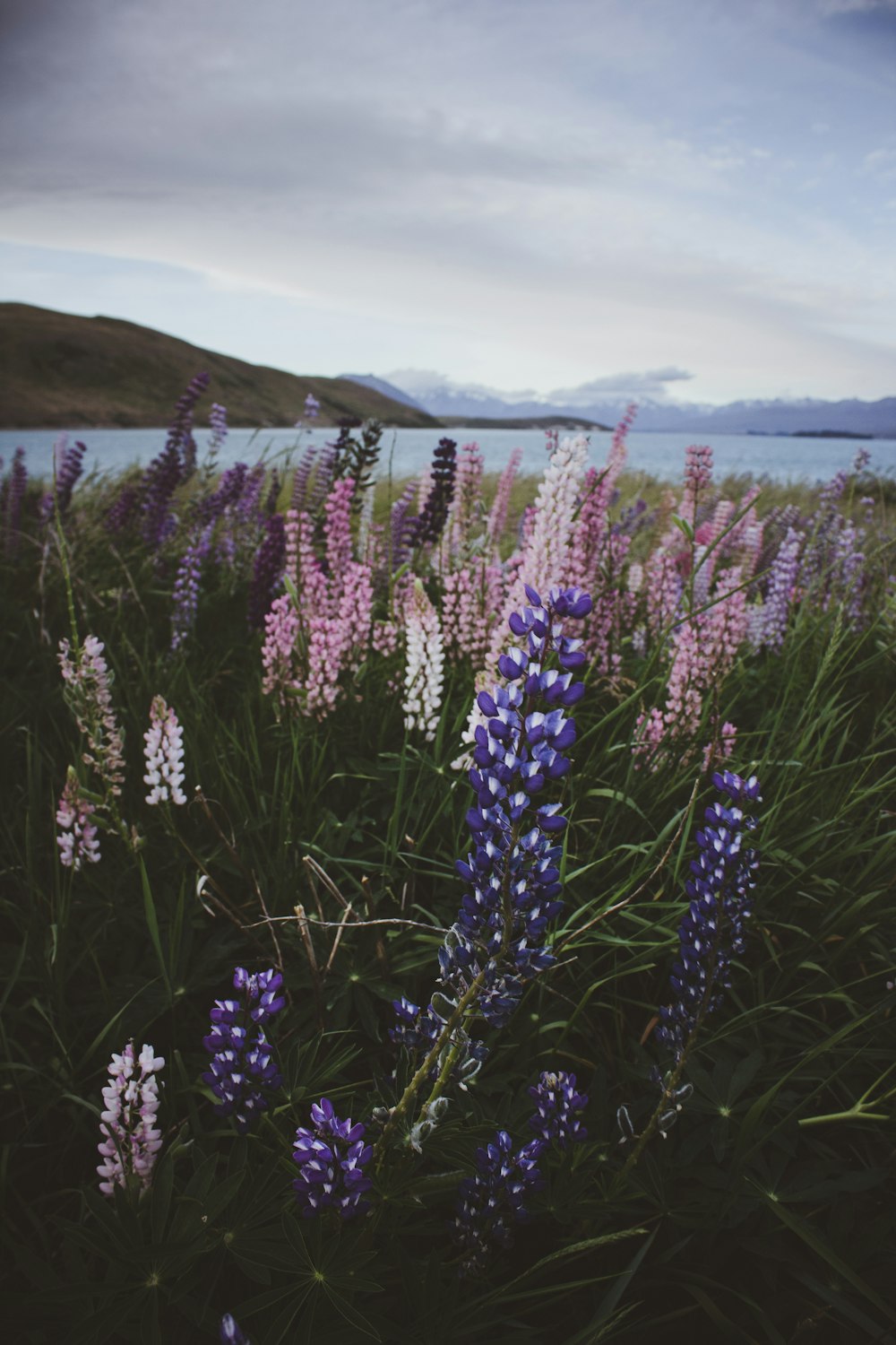 purple and pink flowers