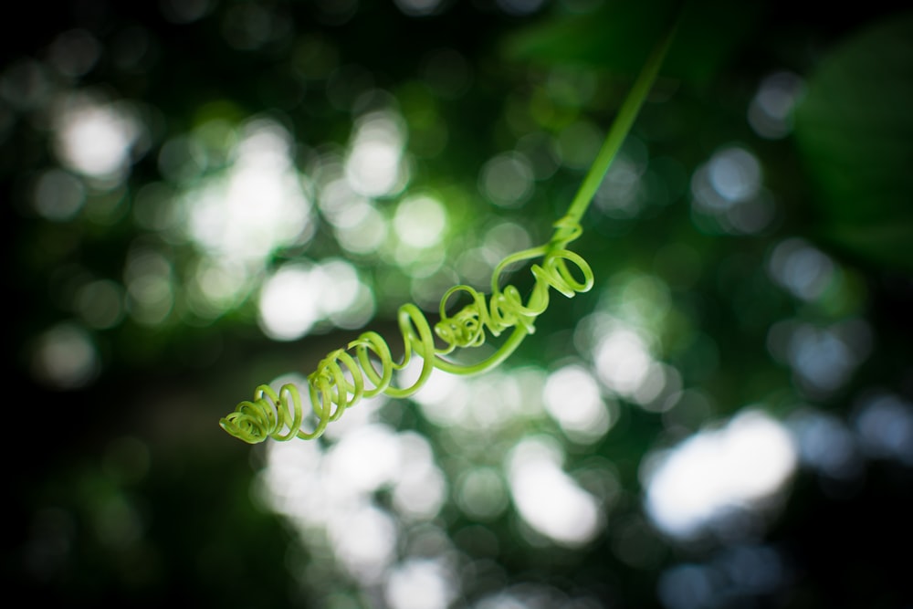 Green Vine Curl Stemの選択焦点写真