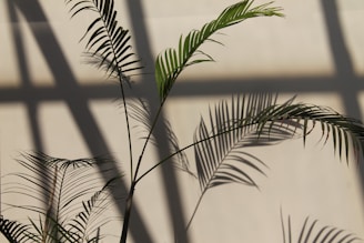 shallow focus photography of green leafed plants