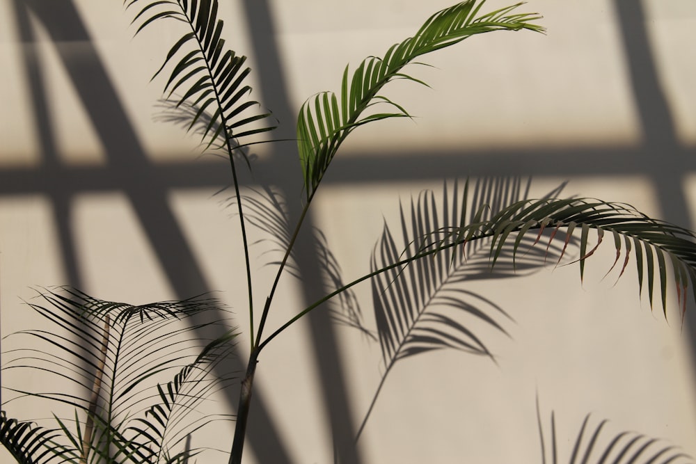 Photographie à mise au point peu profonde de plantes à feuilles vertes