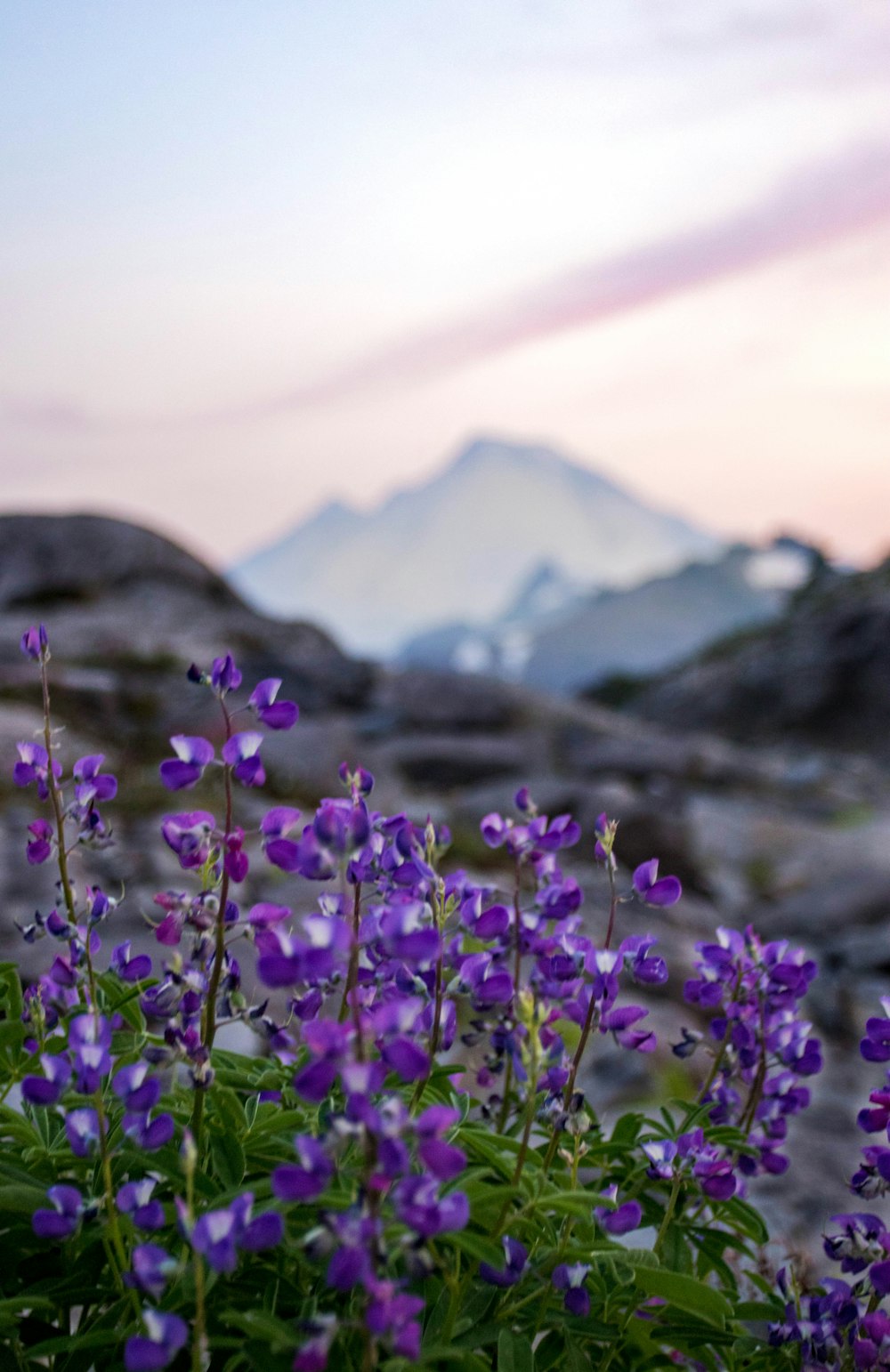 purple petaled flower near mountain range under gray clouds at daytime