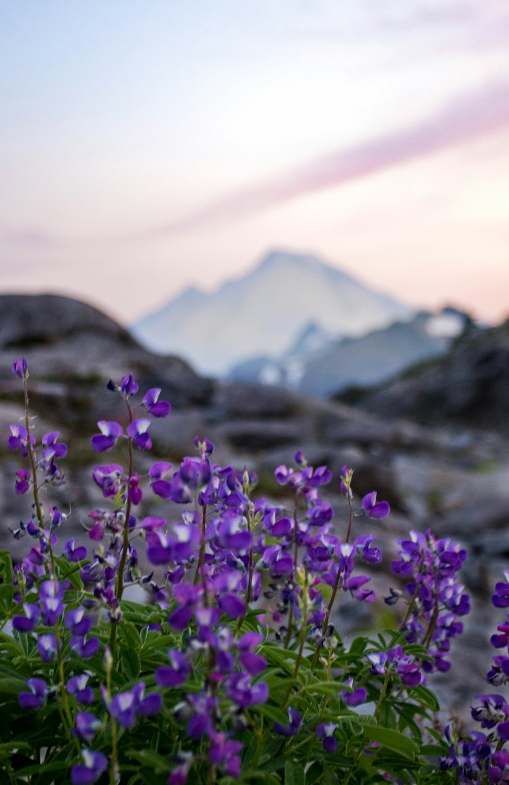 昼間、灰色の雲の下、山脈付近に紫色の花びらを咲かせる