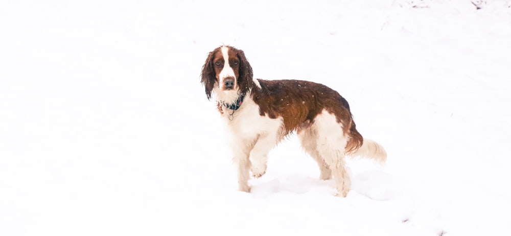 long-coated brown and white dog walking on sand