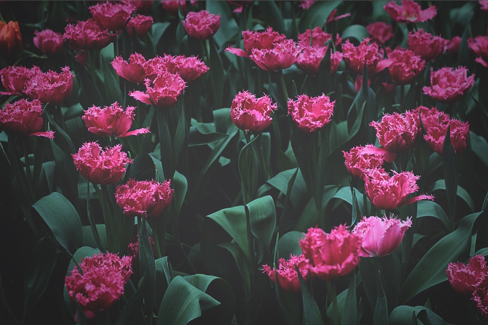 pink and red jagged tulip flower field