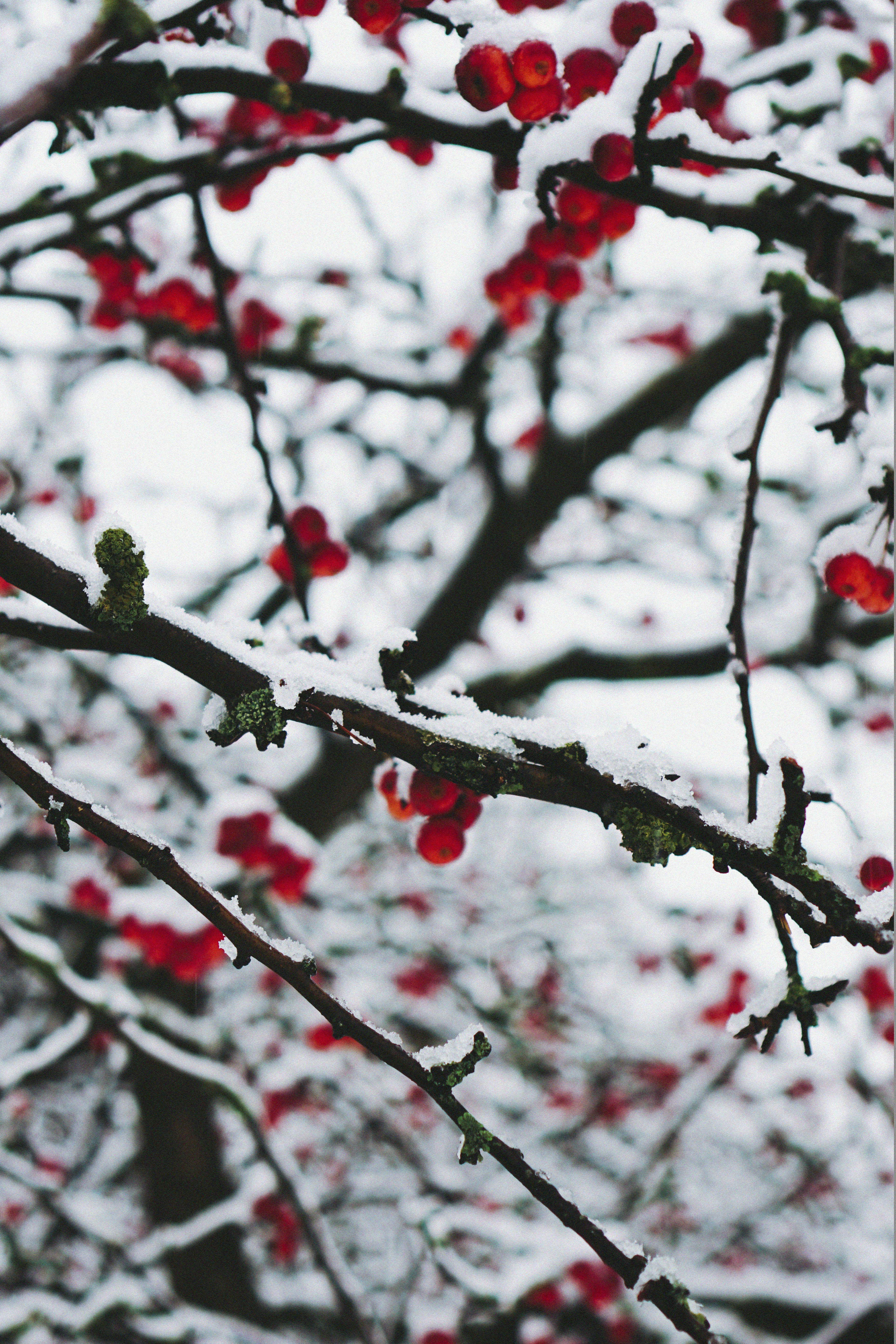 red cherries on branches