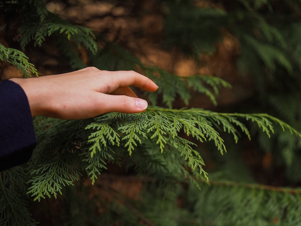 person touching the Arborvitae palm leaves