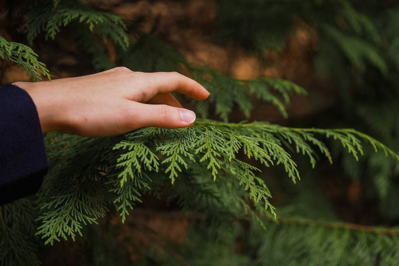 Hand touching arborvitae foliage