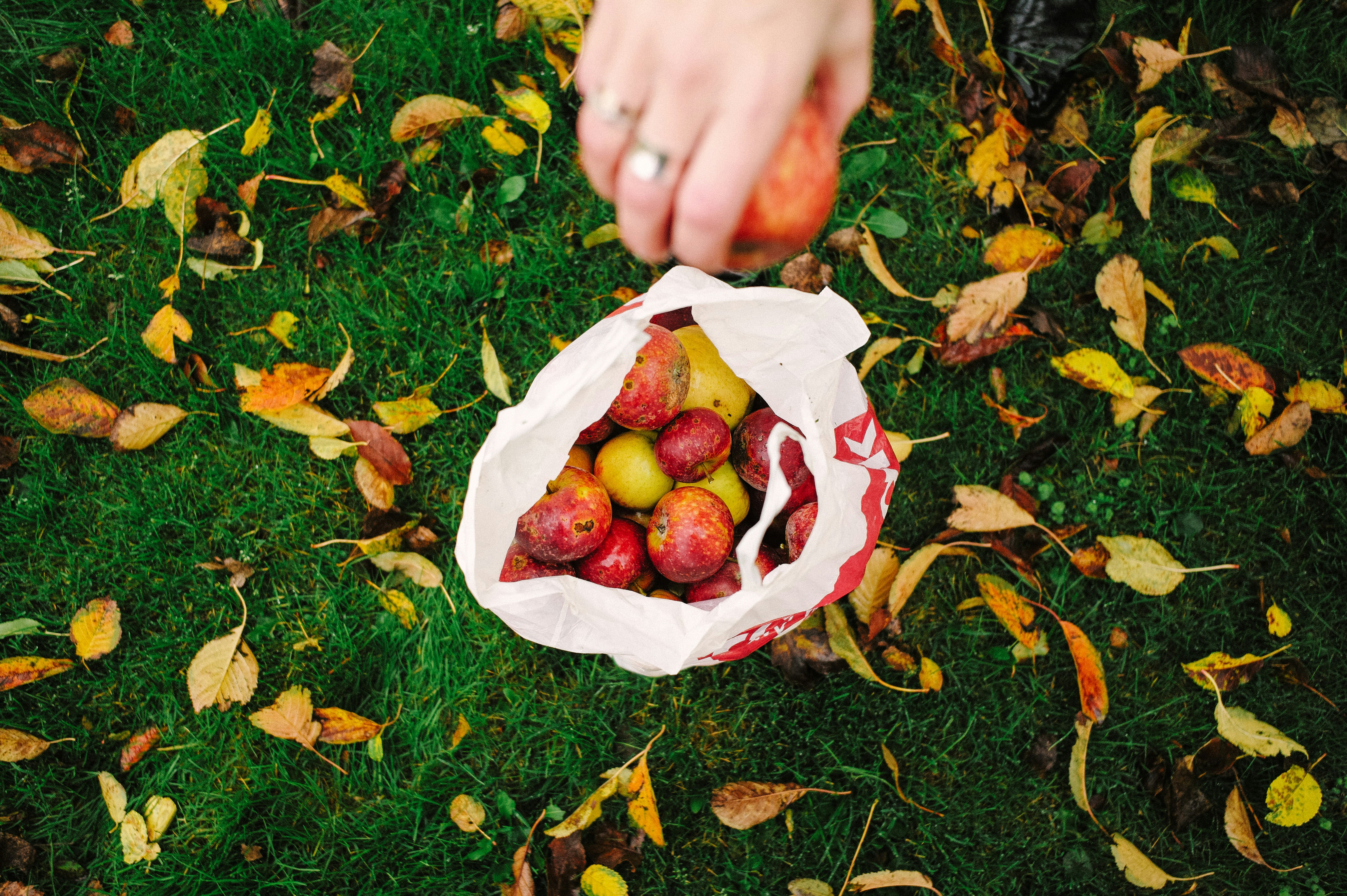 selective focus photography of person holding apple fruit in front of white plastic pack with apple fruits inside