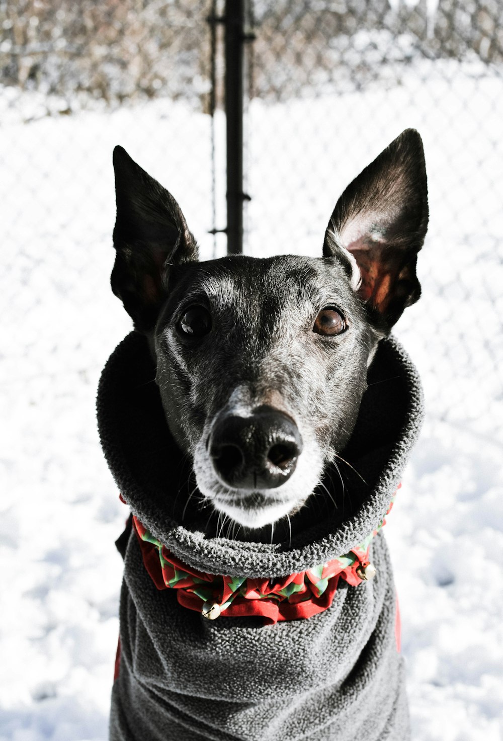 black and white dog wearing grey top standing near wire fence