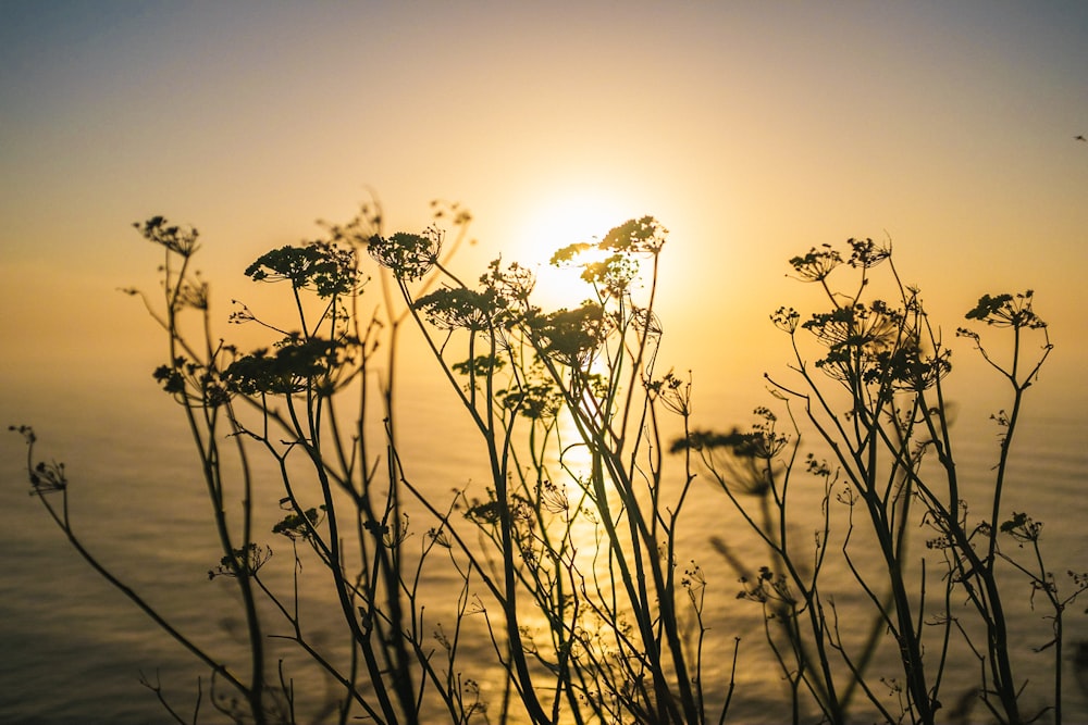 silhouette of grasses near the body of water