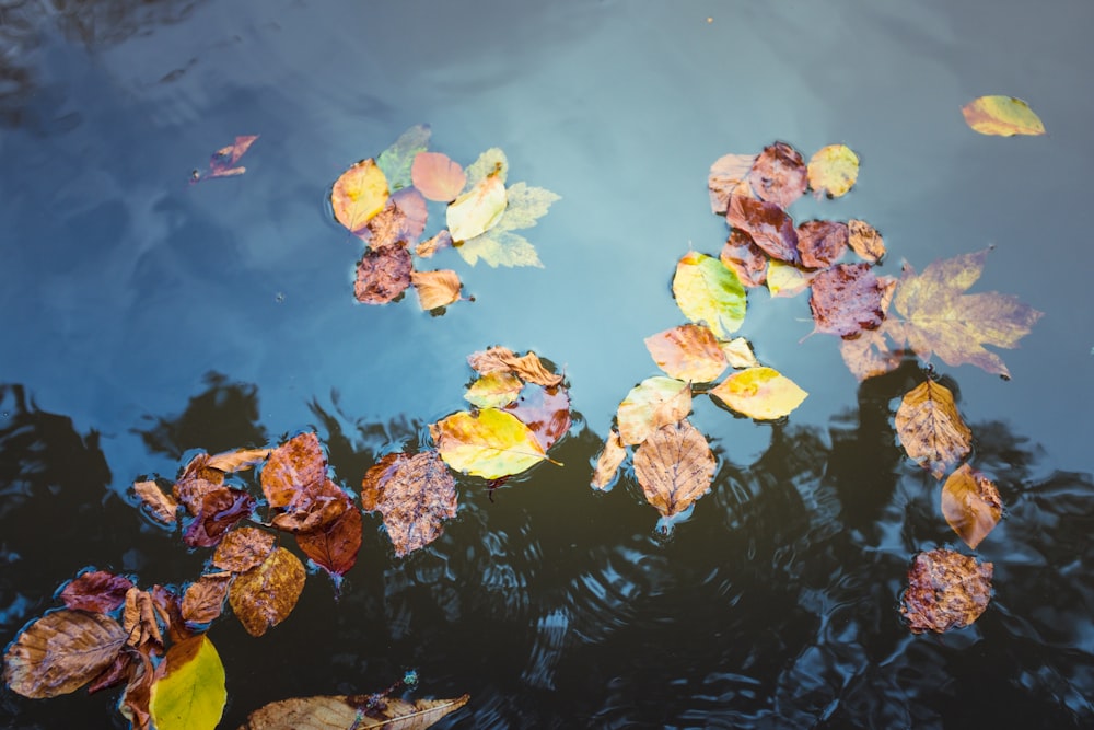 dried leaves floating on body of water