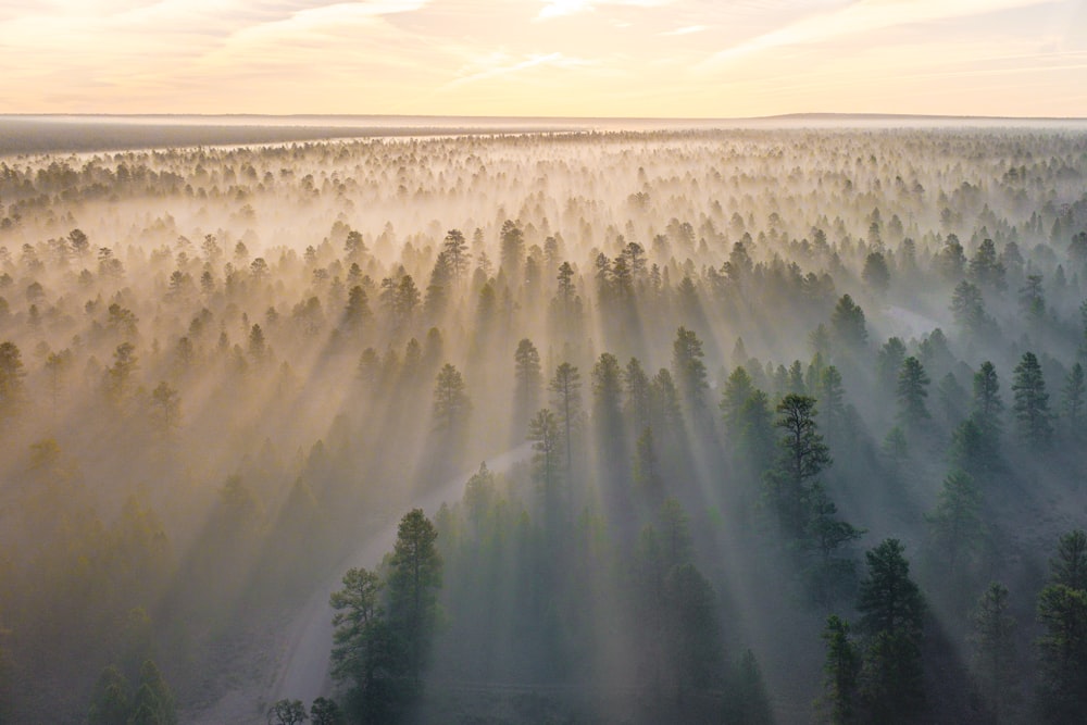 mountain with trees covered with fogs at daytime