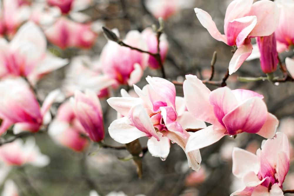 closeup photo of cherry blossoms