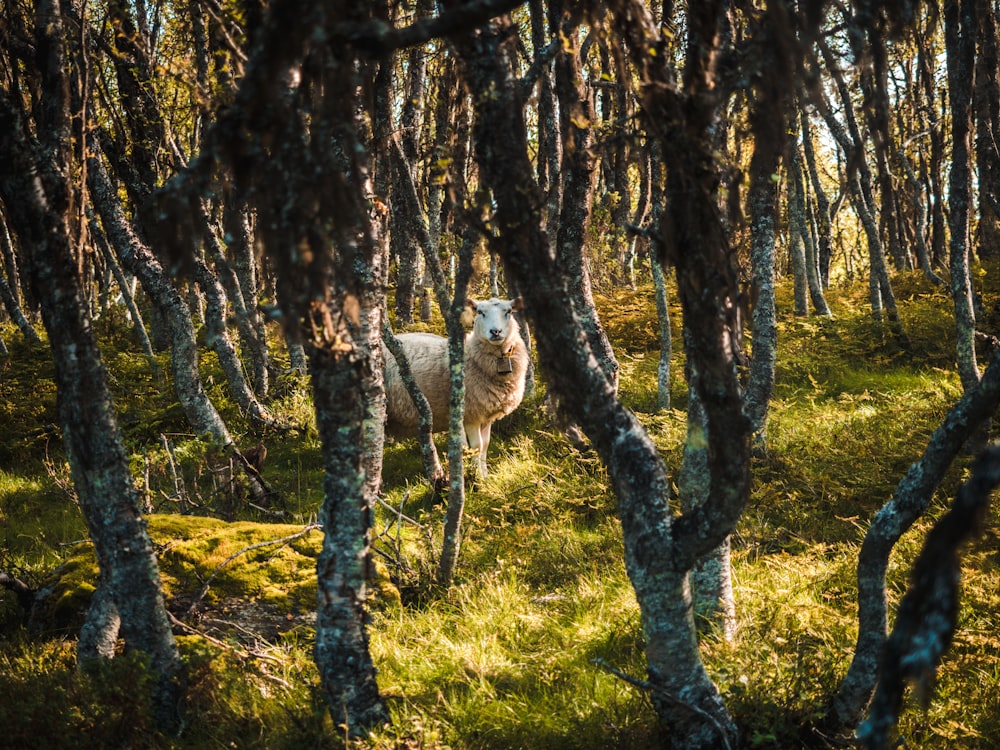 beige sheep in woods at daytime